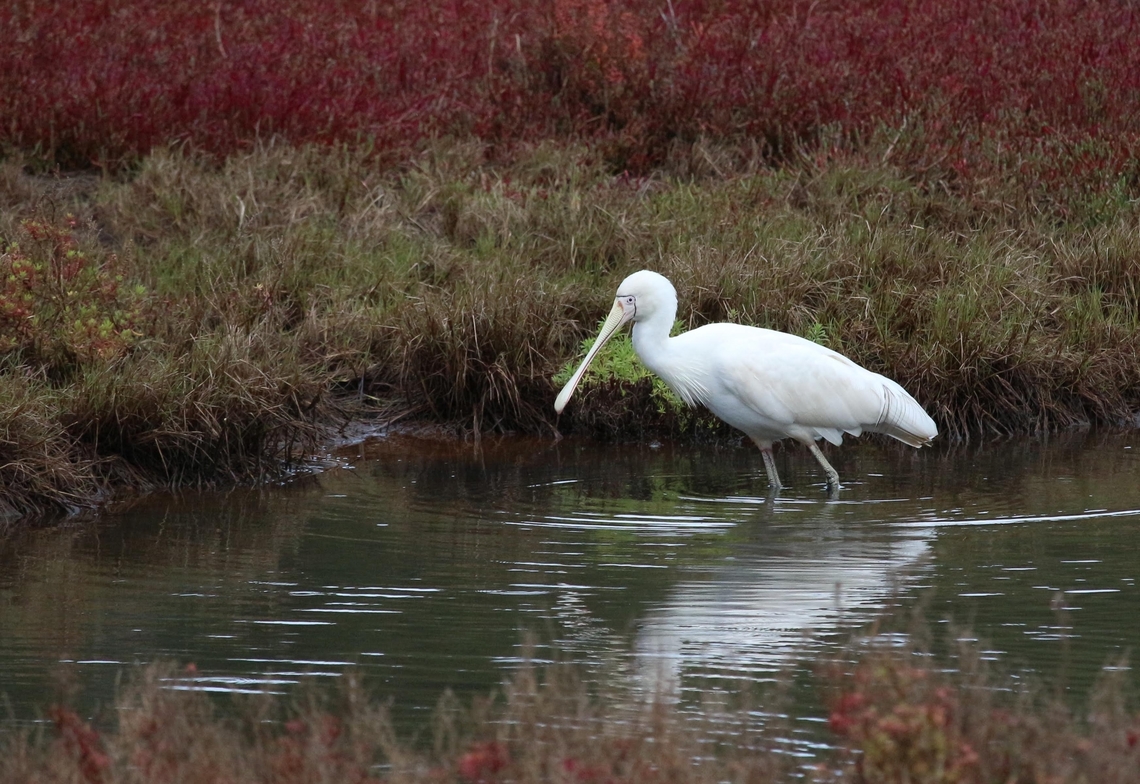 Yellow-billed Spoonbill - Platalea flavipes In its natural habitat. Australia,Bairnsdale vic,Eamw birds,Fall,Geotagged,Platalea flavipes,Yellow-billed Spoonbill