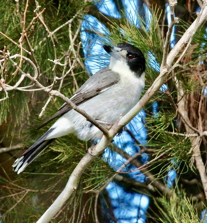Grey Butcherbird -Cracticus torquatus  Australia,Bairnsdale Vic,Cracticus torquatus,Eamw birds,Fall,Geotagged,Grey Butcherbird