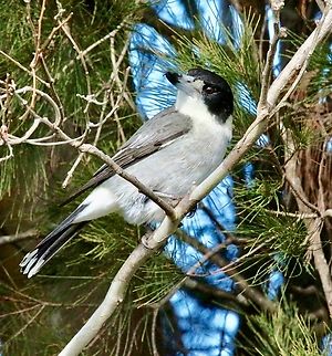 Grey Butcherbird -Cracticus torquatus  Australia,Bairnsdale Vic,Cracticus torquatus,Eamw birds,Fall,Geotagged,Grey Butcherbird