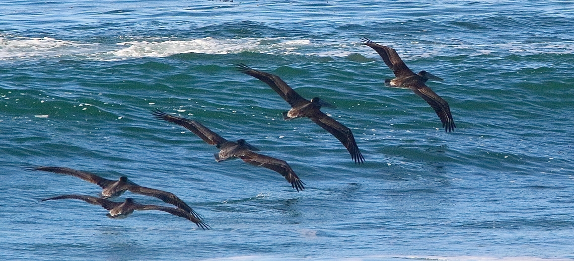 Brown pelican - Pelecanus occidentalis Flying in formation along the coast. Brown pelican,California,Eamw birds,Fall,Geotagged,Pelecanus occidentalis,Pelicans,United States