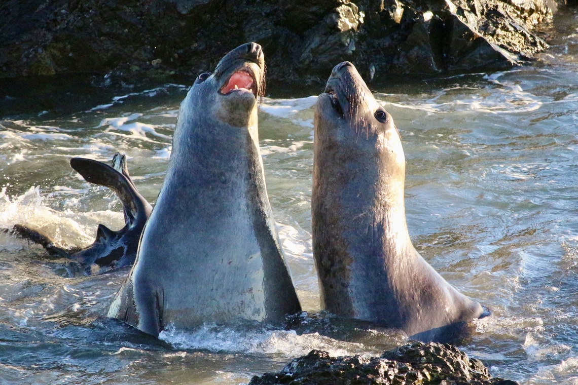 Northern elephant seal - Mirounga angustirostris Sub-adult males testing each other.  California,Eamw marine mammals,Fall,Geotagged,Mirounga angustirostris,Northern elephant seal,United States