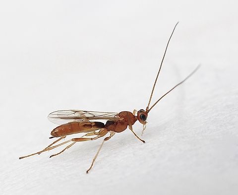 Possibly genus Aleiodes Attracted to UV light. Approximately 3-4 mm in size. Australia,Eamw wasps,Geotagged,Summer