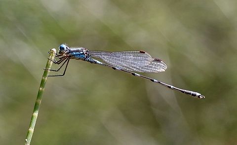 Blue Ringtail -Austrolestes annulosus  Australia,Austrolestes annulosus,Bairnsdale Vic,Blue ringtail,Eamw damselflies,Geotagged,Spring