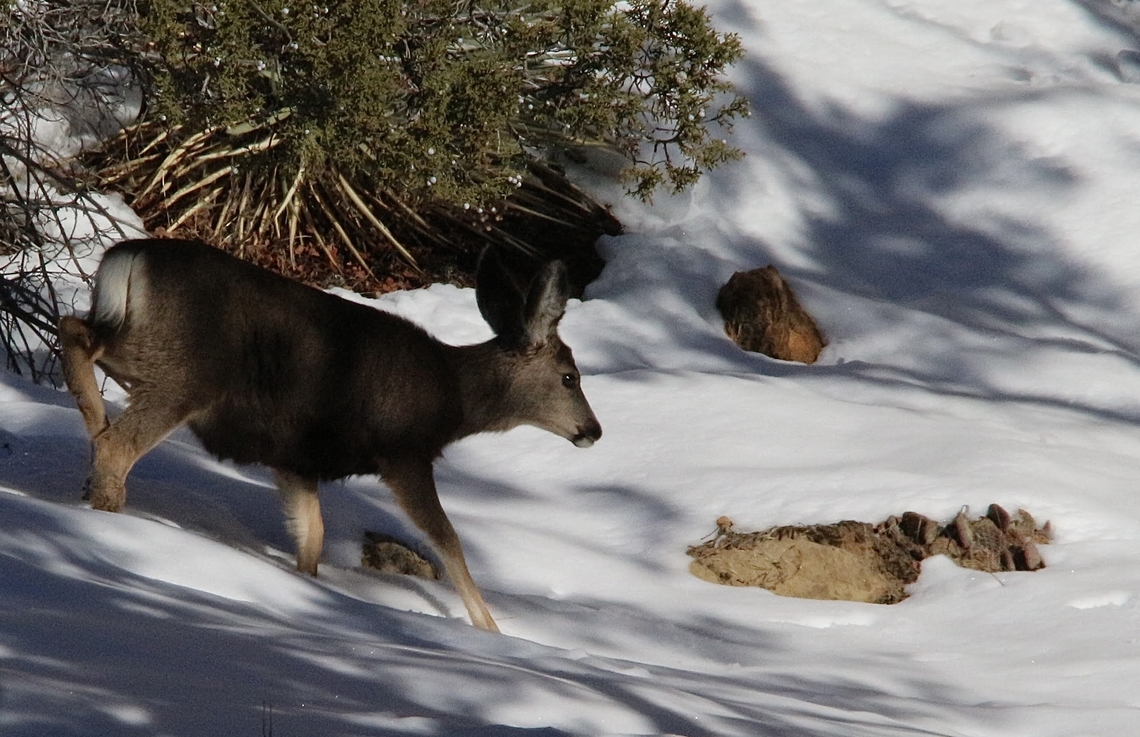 Mule deer- Odocoileus hemionus Juvenile white-tailed deer foraging for food under harsh conditions. Eamw mammals,Geotagged,Mule Deer,Odocoileus hemionus,United States