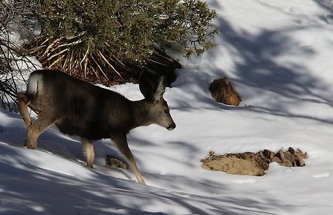Mule deer- Odocoileus hemionus Juvenile white-tailed deer foraging for food under harsh conditions. Eamw mammals,Geotagged,Mule Deer,Odocoileus hemionus,United States