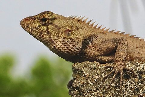 Oriental Garden Lizard -Calotes versicolor  Calotes versicolor,Eamw reptiles,Geotagged,Oriental garden lizard,Spring,Vietnam
