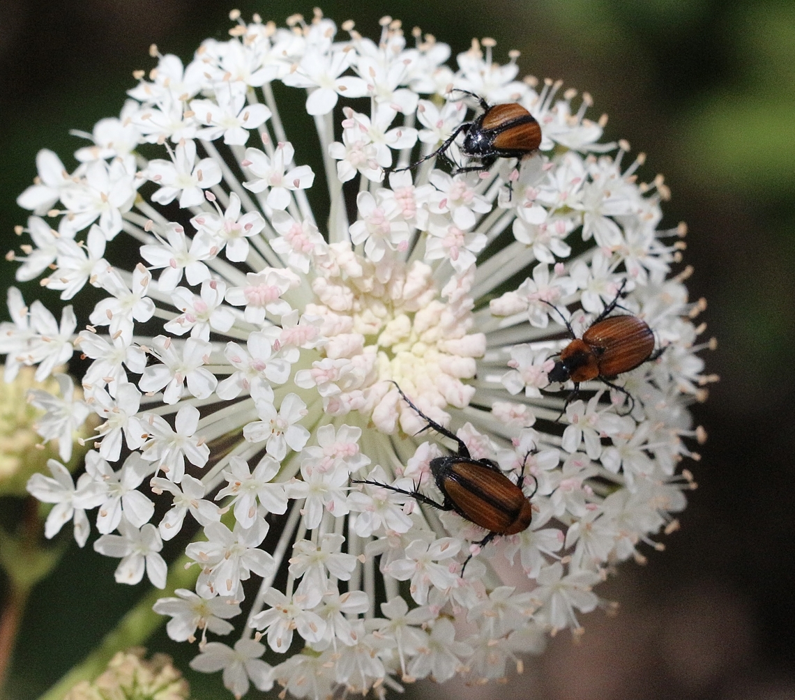 Unidentified small flower scarab beetles feeding on native parsnip flowers. The native parsnips is in genus Trachymene. Australia,Bairnsdale Vic,Eamw beetles,Eamw flora,Geotagged,Spring