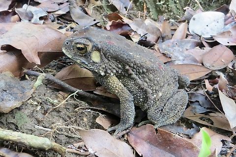Asian Common Toad - Duttaphrynus melanostictus                                 Asian Common Toad,Duttaphrynus melanostictus,Eamw toats,Geotagged,Spring,Vietnam