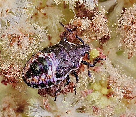 Schellenberg's Soldier Bug - Oechalia schellenbergii Final instar. Australia,Geotagged,Oechalia schellenbergii,Schellenberg's Soldier Bug,Spring