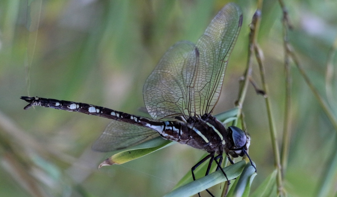 Blue-spotted Hawker - Adversaeschna brevistyla  Adversaeschna brevistyla,Australia,Blue Spotted Hawker,Fall,Geotagged