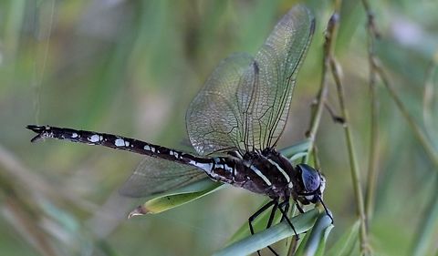 Blue-spotted Hawker - Adversaeschna brevistyla  Adversaeschna brevistyla,Australia,Blue Spotted Hawker,Fall,Geotagged