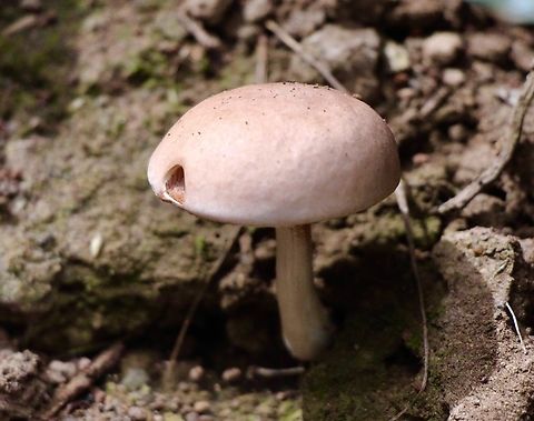 Fistulinella violaceipora