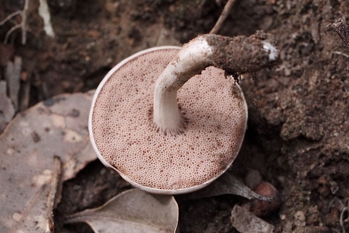 Underside of Fistulinella violaceipora Color of Pore surface same as coloration on the top of the mushroom cap. Australia,Fall,Geotagged