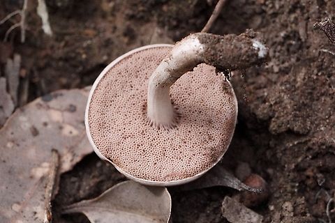 Underside of Fistulinella violaceipora Color of Pore surface same as coloration on the top of the mushroom cap. Australia,Fall,Geotagged