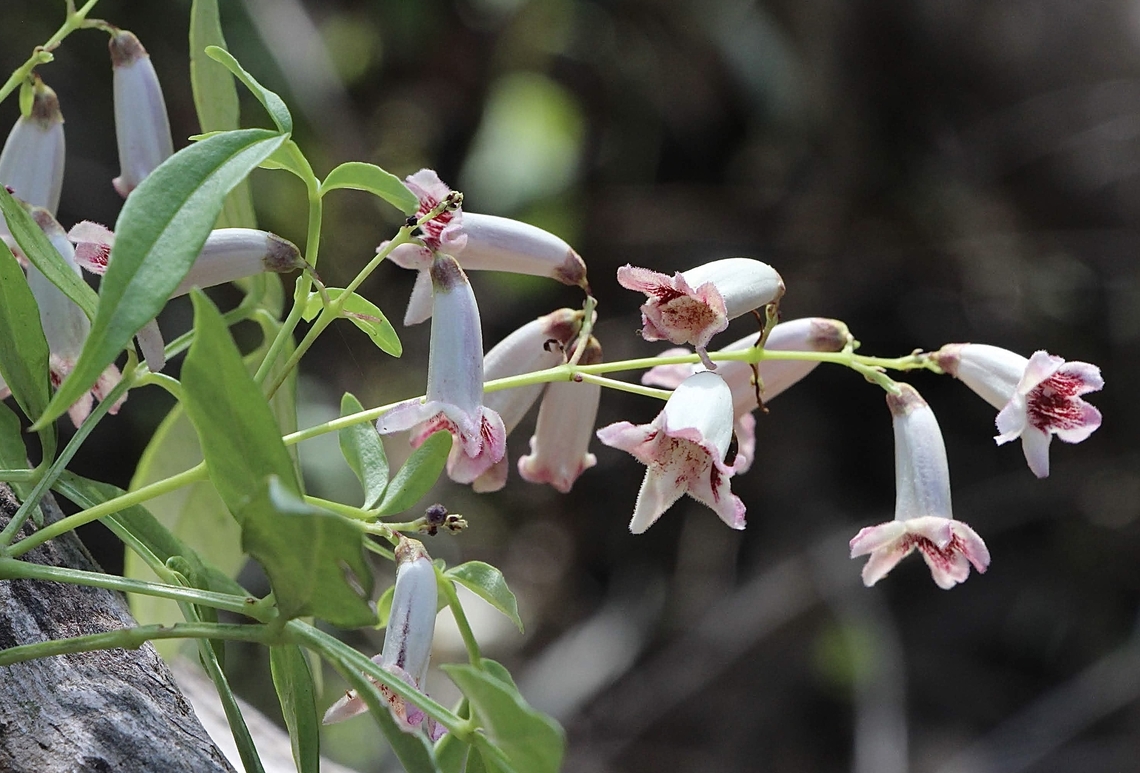 Wonga Vine - Pandorea pandorana  Australia,Geotagged,Pandora pandorana,Pandorea pandorana,Winter
