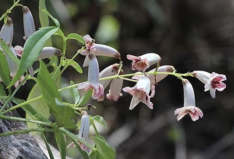 Wonga Vine - Pandorea pandorana  Australia,Geotagged,Pandora pandorana,Pandorea pandorana,Winter