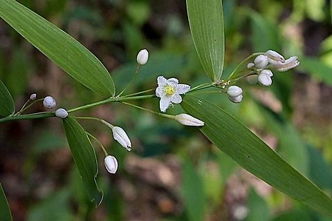 Wombat Berry -Eustrephus latifolius  Australia,Eustrephus latifolius,Geotagged,Winter,Wombat berry