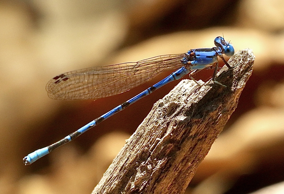 Seepage dancer - Argia bipunctulata  Argia bipunctulata,Eamw damselflies,Eamw dragonflies,Fall,Geotagged,United States
