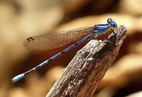 Seepage dancer - Argia bipunctulata Argia bipunctulata,Eamw damselflies,Eamw dragonflies,Fall,Geotagged,United States