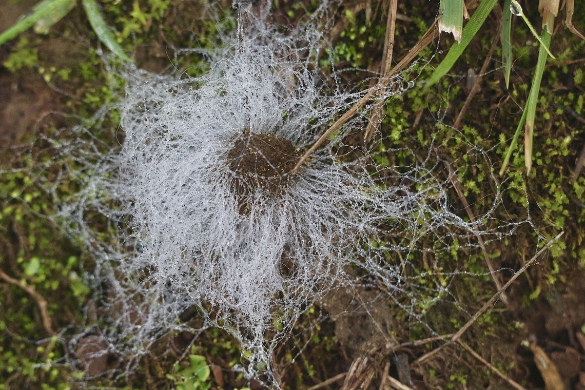 Unidentified fungal growth on dog faeces.  Australia,Eamw fungi,Fall,Geotagged,Illaroo NSW