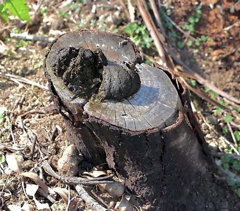 A faecal deposit on a tree stump serves as a territorial marker for a wombat. Common Wombats love to deposit faeces on exposed rocks or tree stumps so that everyone can clearly see it. Australia,Fall,Geotagged,Signs in nature,common wombat,eamw marsupials