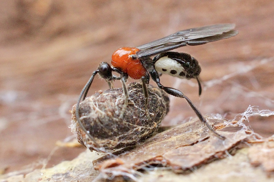 Wasp in genus - Callibracon Transporting cocooned prey. Australia,Bairnsdale Vic,Eamw wasps,Geotagged,Summer