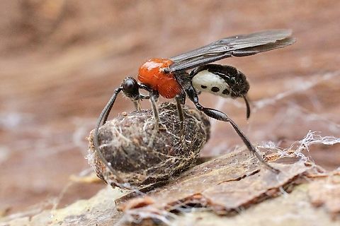 Wasp in genus - Callibracon Transporting cocooned prey. Australia,Bairnsdale Vic,Eamw wasps,Geotagged,Summer