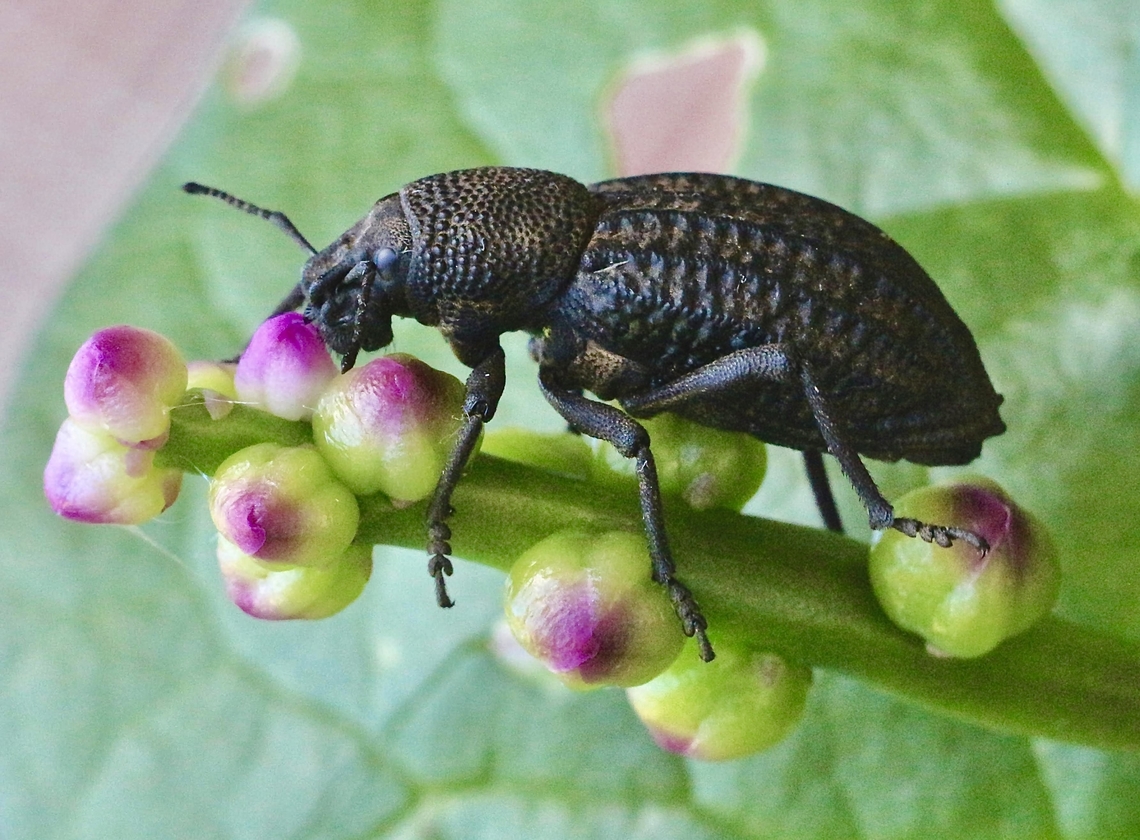 Talaurinus impressicollis Yummy flower buds, I will eat them all. Australia,Broad nosed weevil,Eamw weevils,Fall,Geotagged,Illaroo NSW,Talaurinus impressicollis
