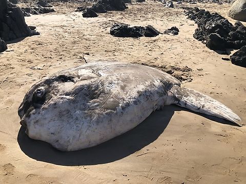 Ocean sunfish - Mola mola Washed up dead at ocean beach. This specimen was approximately 2.5 m long. Australia,Eamw fish,Fall,Geotagged,Mola mola,Ocean sunfish