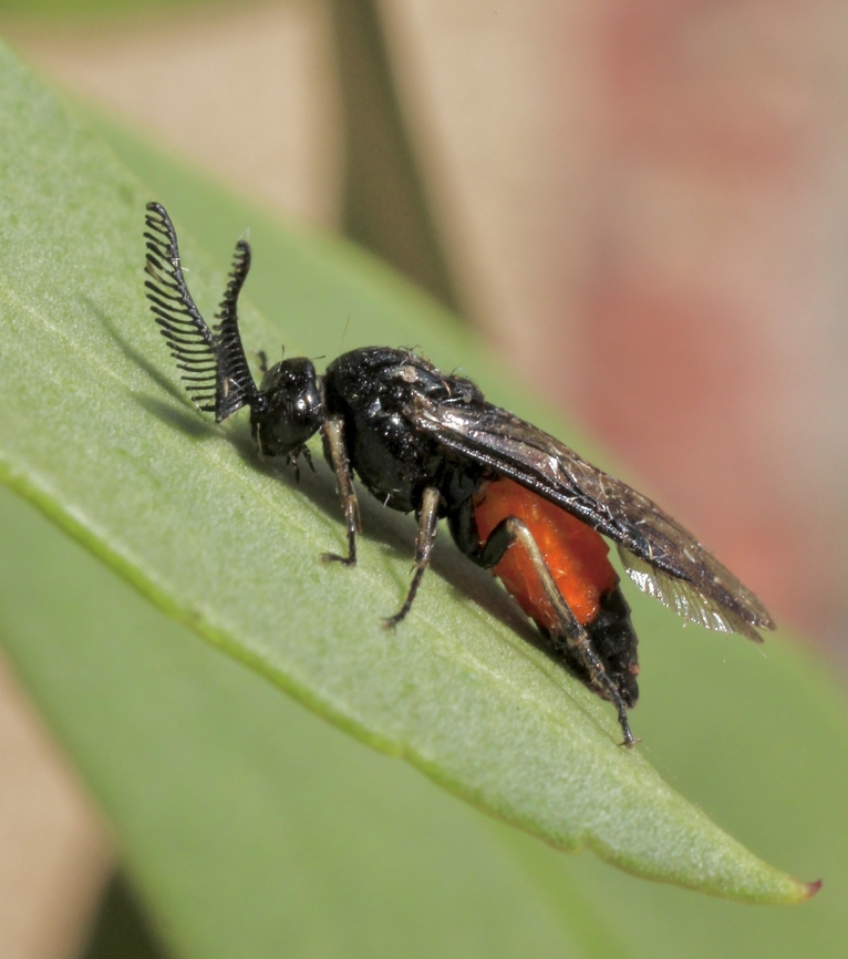 Sawfly - Lophyrotoma analis  Australia,Eamw sawflies,Encounter Bay SA,Fall,Geotagged,Lophyrotoma analis