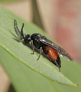 Sawfly - Lophyrotoma analis  Australia,Eamw sawflies,Encounter Bay SA,Fall,Geotagged,Lophyrotoma analis