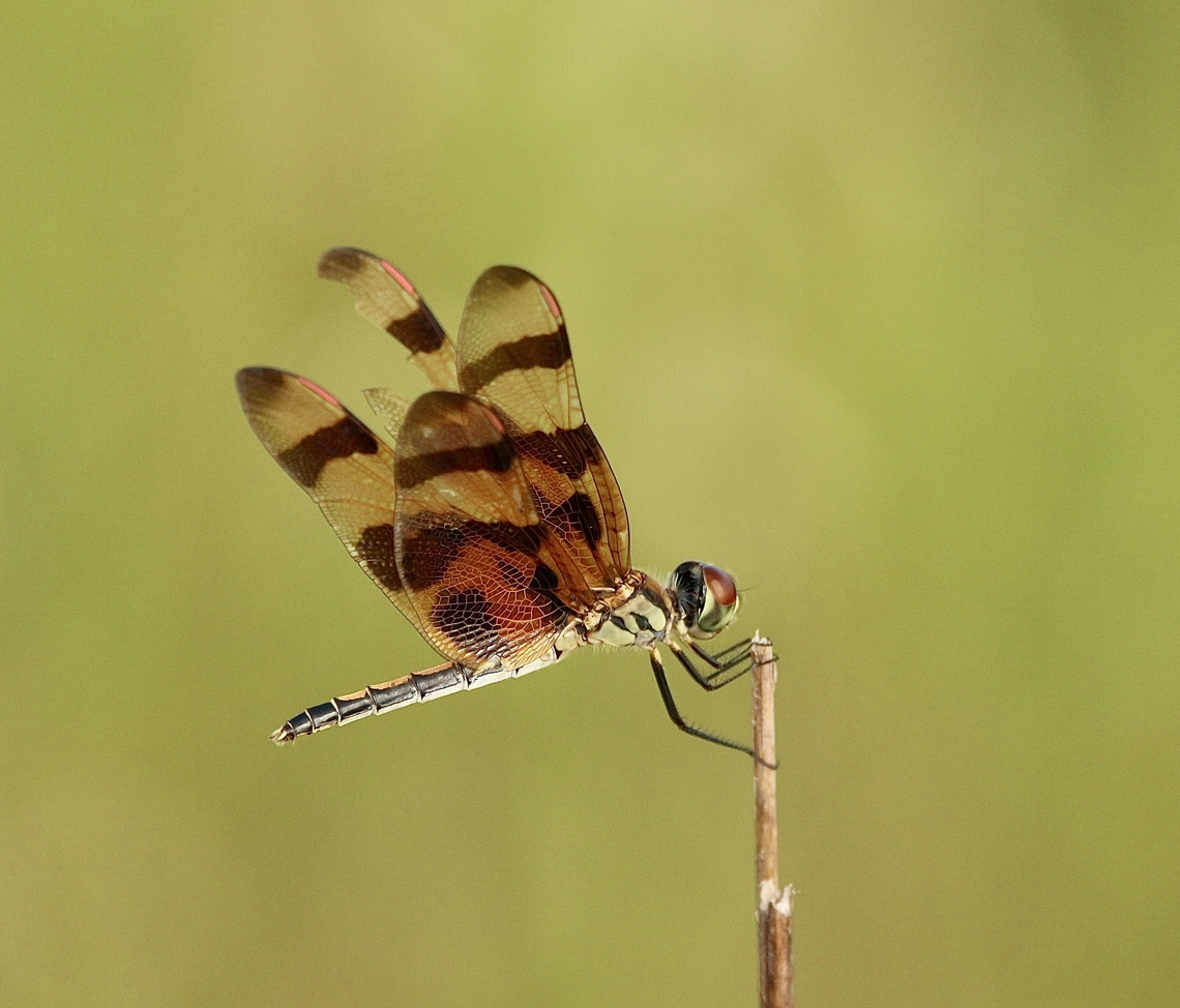 Halloween Pennant - Celithemis eponina  Celithemis eponina,Eamw dragonflies,Geotagged,Halloween Pennant,Summer,USA,United States
