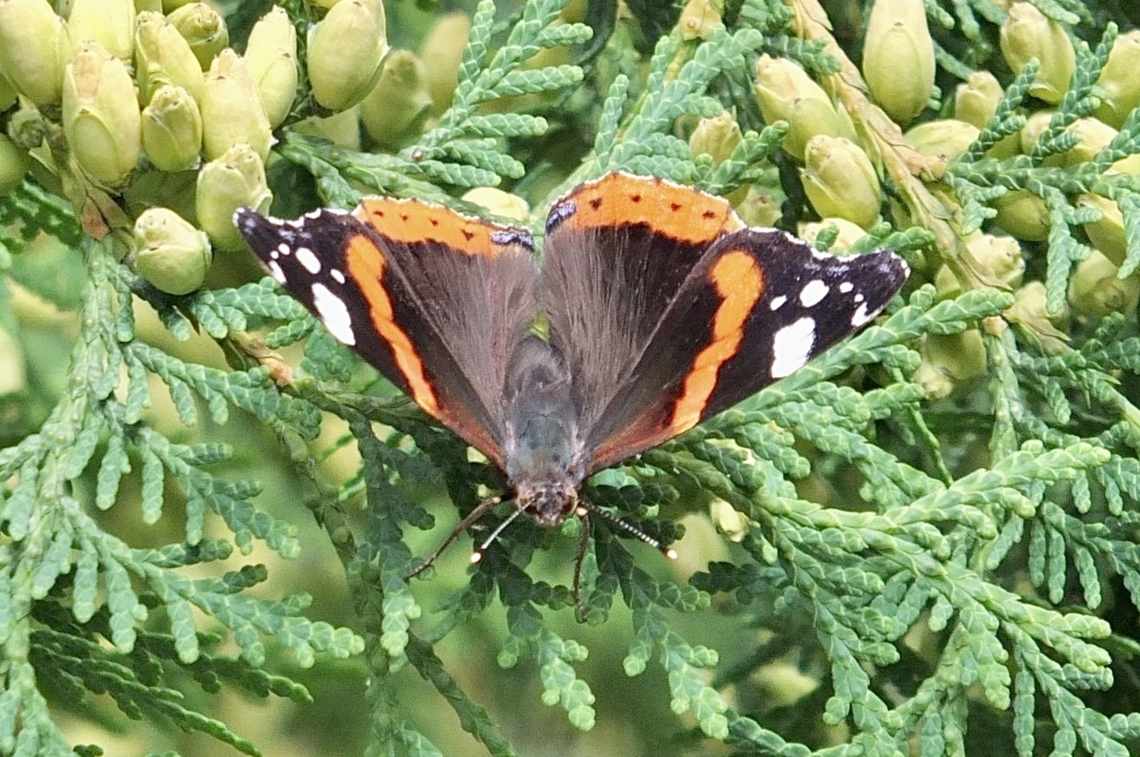 Red Admiral - Vanessa atlanta  Austria,Geotagged,Red Admiral,Summer,Vanessa atalanta