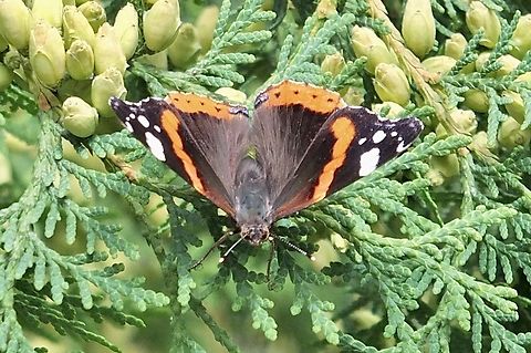 Red Admiral - Vanessa atlanta  Austria,Geotagged,Red Admiral,Summer,Vanessa atalanta
