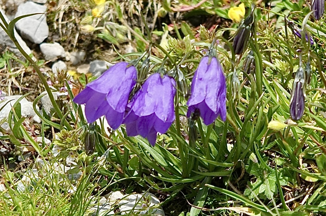 Bellflowers in Genus Campanula  Campanula rotundifolia,Eamw flora,Geotagged,Germany,Harebell,Summer