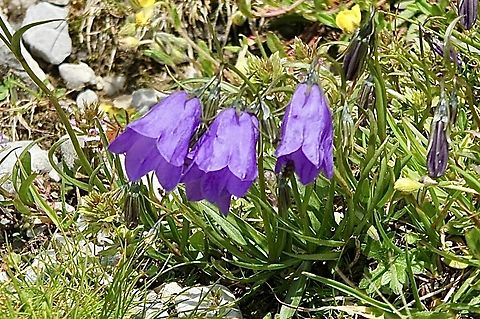 Bellflowers in Genus Campanula  Campanula rotundifolia,Eamw flora,Geotagged,Germany,Harebell,Summer