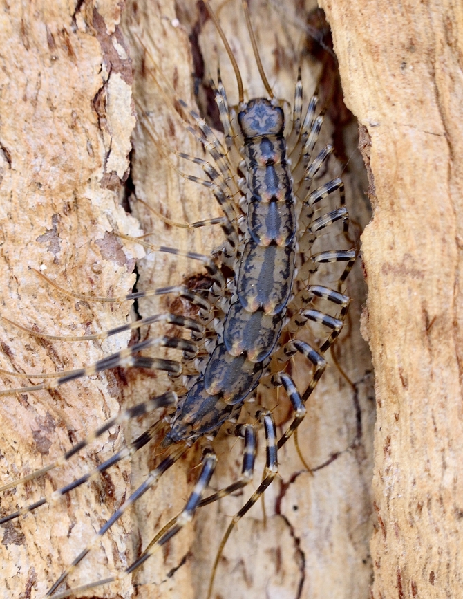 Australian house centipede Found under eucalyptus tree bark. Allothereua maculata,Australia,Fall,Geotagged