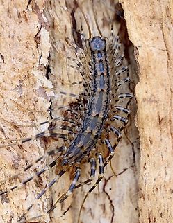Australian house centipede Found under eucalyptus tree bark. Allothereua maculata,Australia,Fall,Geotagged