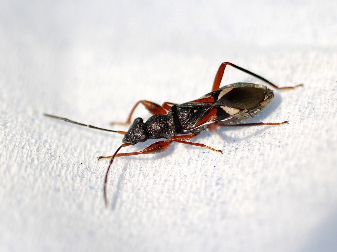 Daerlac cephalotes Found under eucalyptus tree bark. Australia,Daerlac cephalotes,Fall,Geotagged,Nixon Skinner conservation park Myponga SA,eamw seed bugs