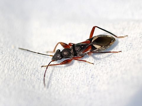 Daerlac cephalotes Found under eucalyptus tree bark. Australia,Daerlac cephalotes,Fall,Geotagged,Nixon Skinner conservation park Myponga SA,eamw seed bugs