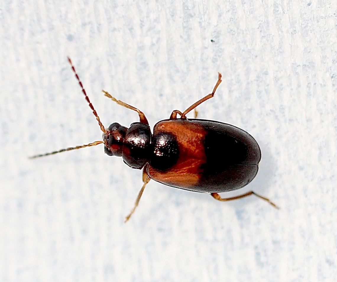 Monolepta minima A very small beetle (less then 2 mm) found under eucalyptus tree bark. Australia,Eamw beetles,Fall,Geotagged,Monolepta minima,Nixon Skinner conservation park Myponga SA
