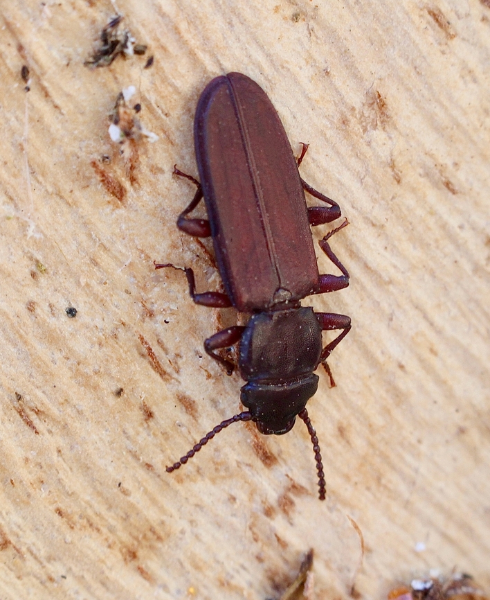Platisus obscurus Not much info on this one. Found 3 occurance records on Atlas of living Australia which is close to my entry of observation.Found under eucalyptus tree bark. <br />
The white dots on the beetle are debris from under the bark. Australia,Eamw beetles,Fall,Geotagged,Nixon Skinner conservation park Myponga SA,Platisus obscurus
