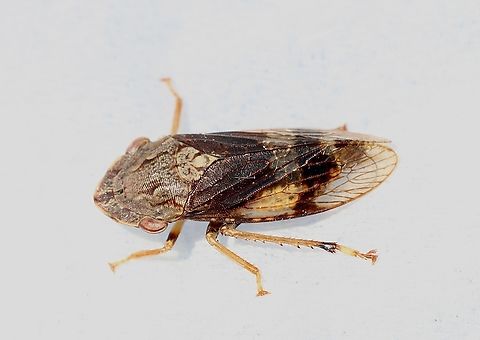 Flathead Leafhopper - Stenocotis depressa  Australia,Eamw leafhoppers,Fall,Flathead Leafhopper,Geotagged,Nixon Skinner conservation park Myponga SA,Stenocotis depressa