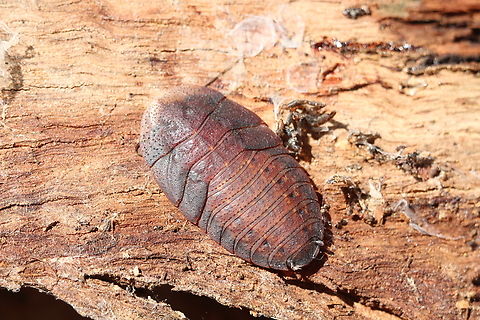 Bark Cockroach - Laxta granicollis  Australia,Bark cockroach,Eamw cockroaches,Fall,Geotagged,Laxta granicollis,Nixon Skinner conservation park Myponga SA