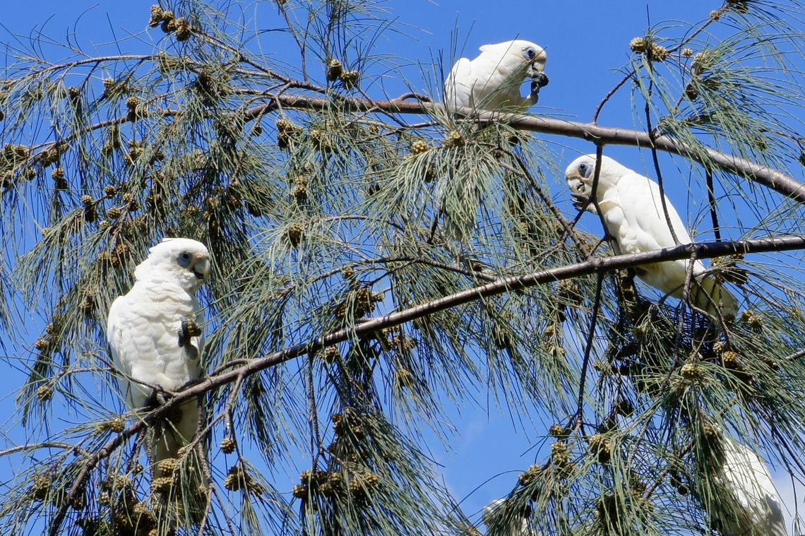 Little corella - Cacatua sanguinea Feasting on casuarina seed pods                Australia,Cacatua sanguinea,Eamw birds,Geotagged,Karana Downs Qld,Little Corella,Summer,Winter