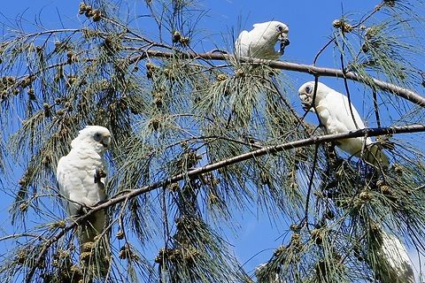 Little corella - Cacatua sanguinea Feasting on casuarina seed pods                Australia,Cacatua sanguinea,Eamw birds,Geotagged,Karana Downs Qld,Little Corella,Summer,Winter