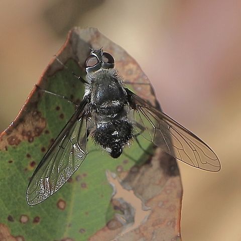 Bee fly- Thraxan luteus  Australia,Geotagged,Summer,Thraxan luteus,eamw flies