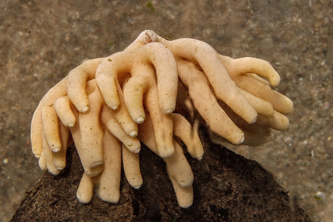 Genus - Sycon Found washed up on beach. Australia,Fall,Geotagged