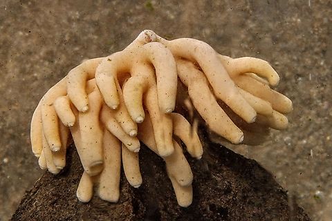 Genus - Sycon Found washed up on beach. Australia,Fall,Geotagged