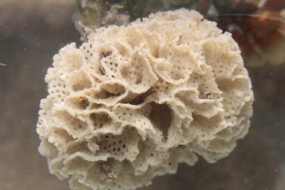 Genus - Triphyllozoon Washed up on beach. Australia,Eamw marine flora,Encounter Bay SA,Fall,Geotagged